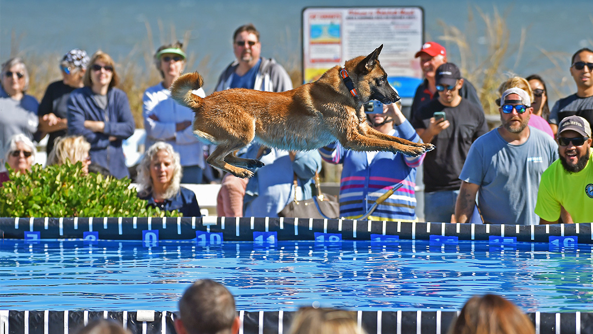 A dog leaps over a pool during a dock diving event, with a crowd watching in the background.