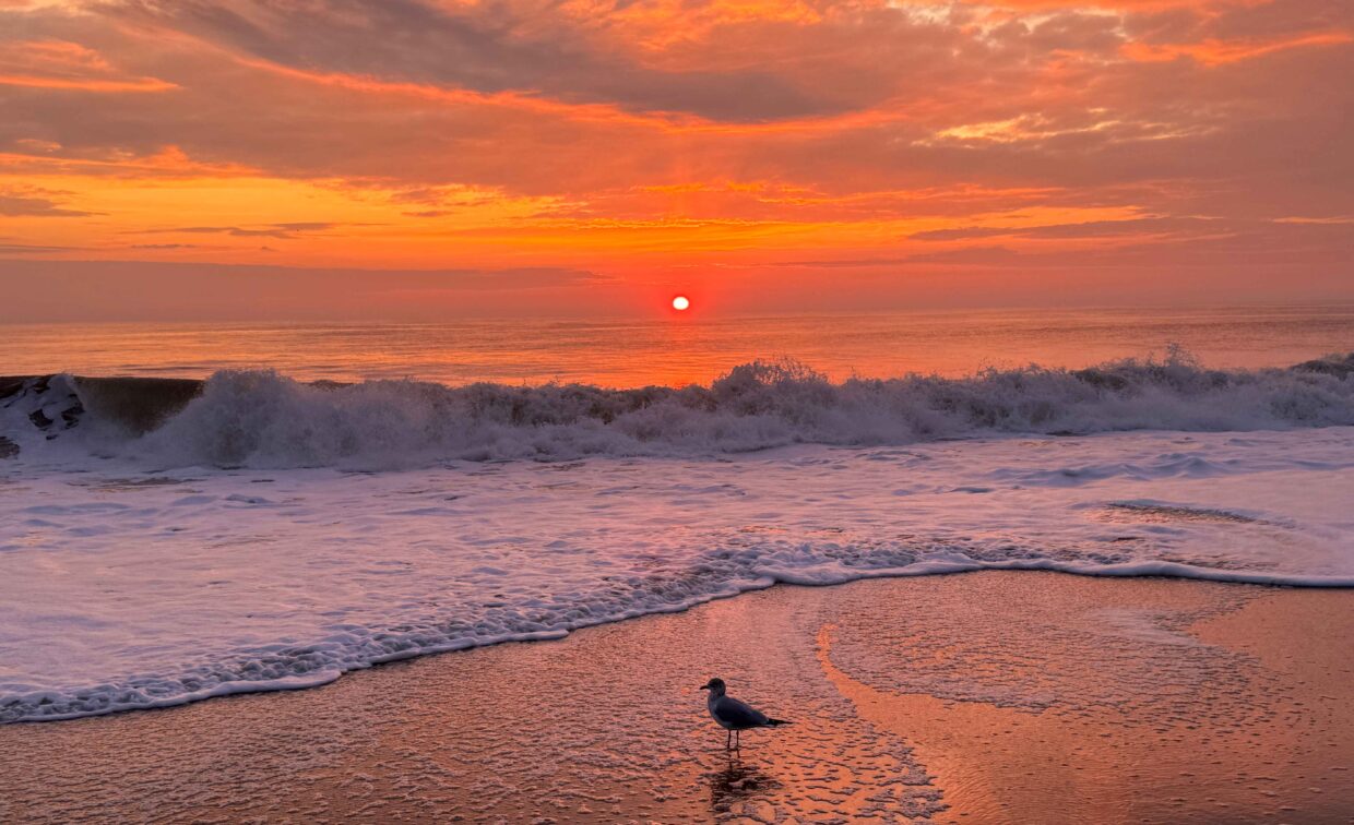 A 2024 Rehoboth Reflections-winning photo of a beautiful, colorful sunrise sky with a gull in the foreground