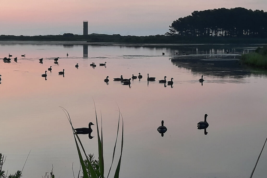 ducks on a pond as sunset