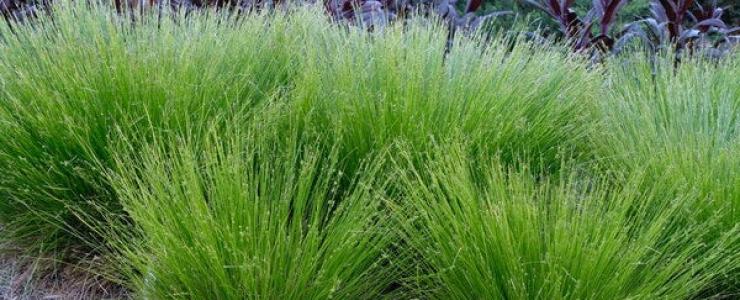 Lush green grass with thin blades grows densely in a garden setting. Darker foliage is visible in the background.